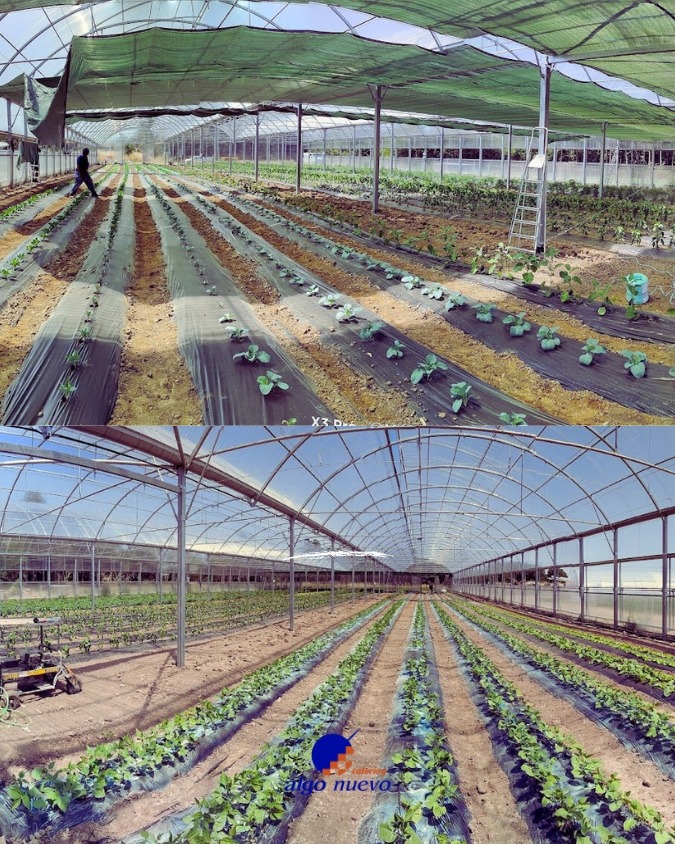 Huertas locales de Algo Nuevo Catering, comprometidas con la autonomía alimentaria y la agricultura sostenible en Salamanca.